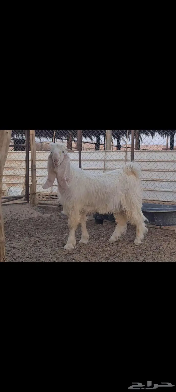 ( تم البيع ) تيس ابيض ابرص جذع جاهز للهداد خصم. 0