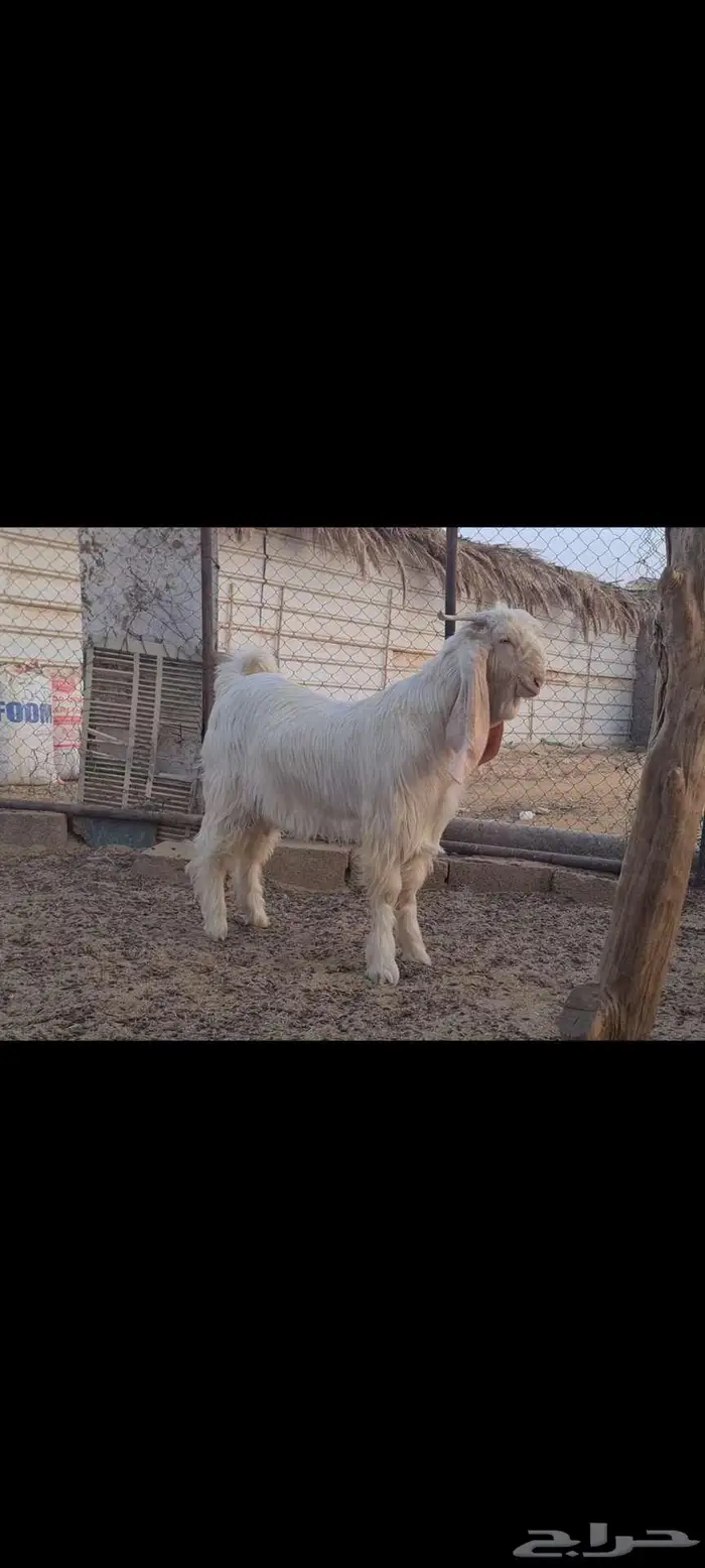 ( تم البيع ) تيس ابيض ابرص جذع جاهز للهداد خصم. 5