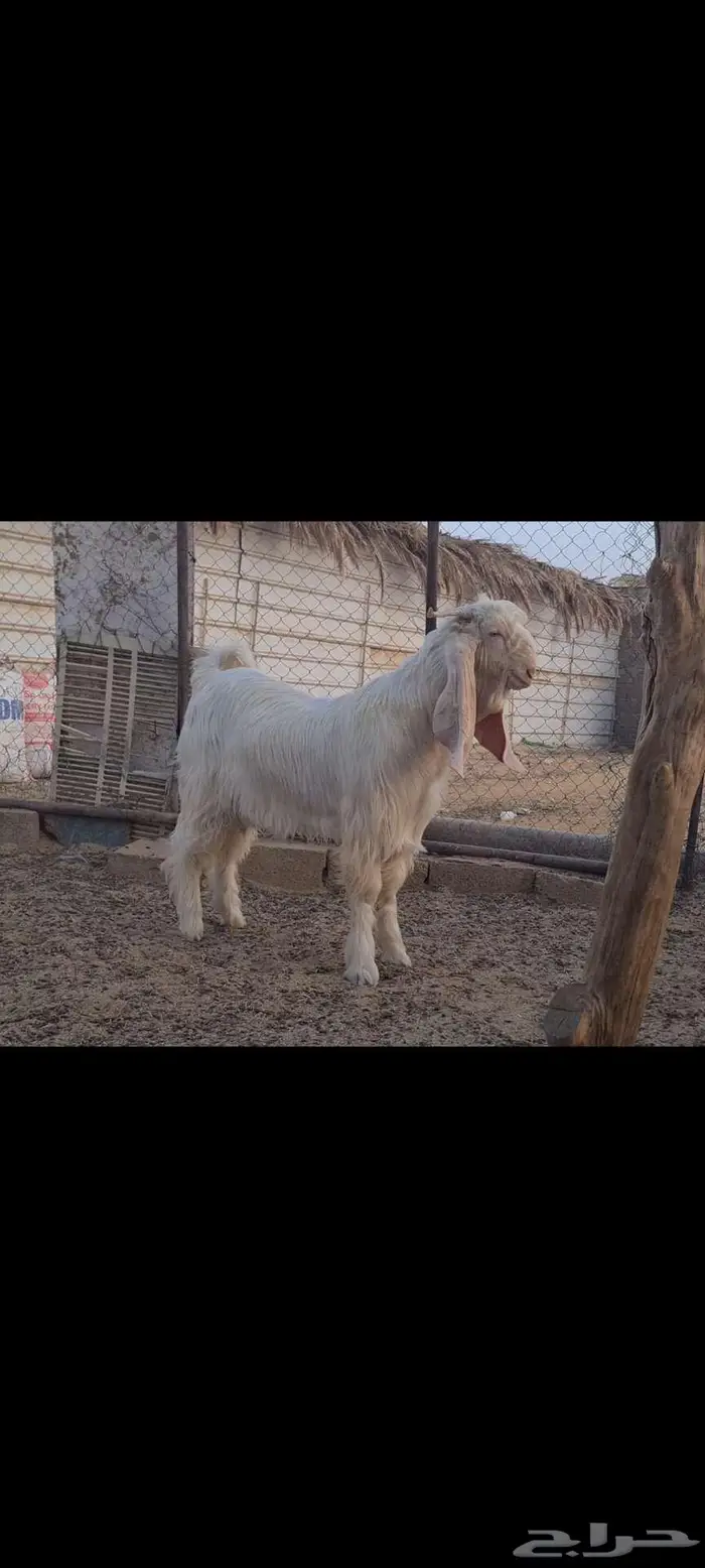 ( تم البيع ) تيس ابيض ابرص جذع جاهز للهداد خصم. 1