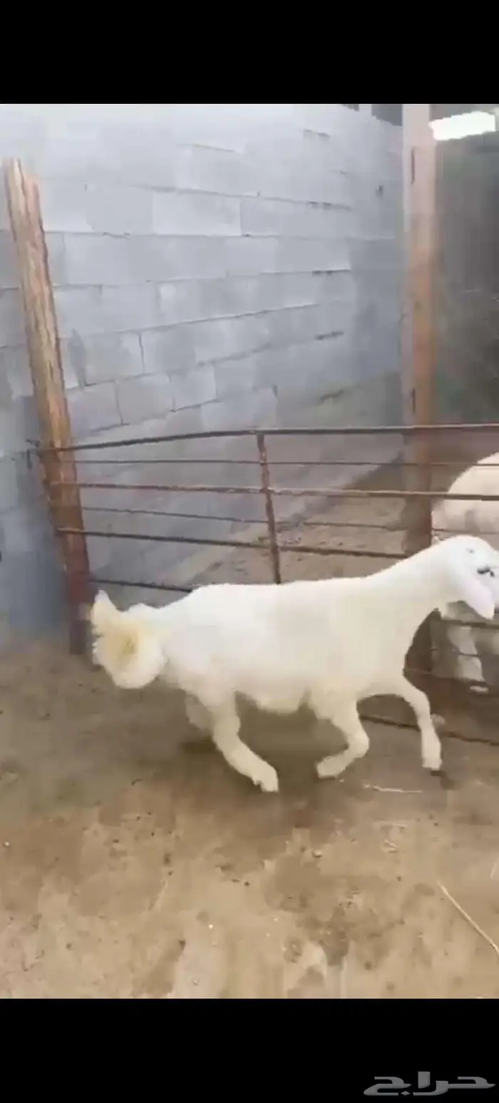 خروف حري 0