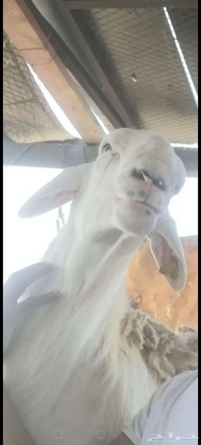 مشروع فحل ابرصصص تم البيع 1