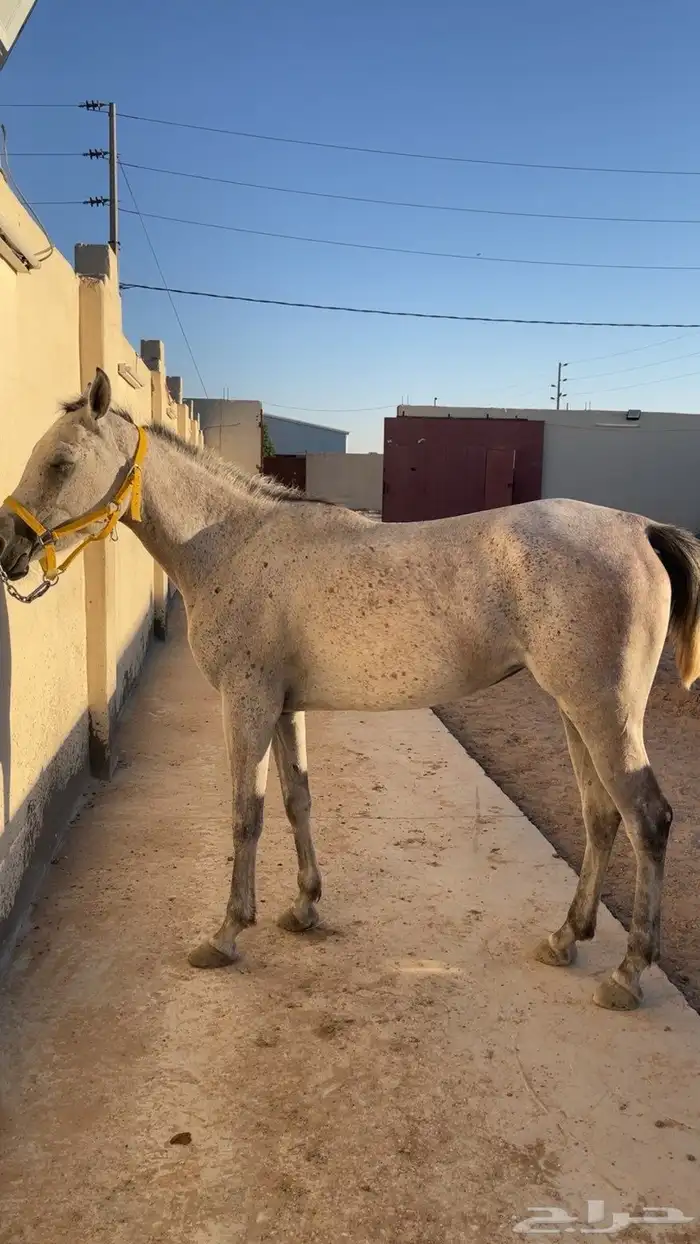 فرس واهو 0