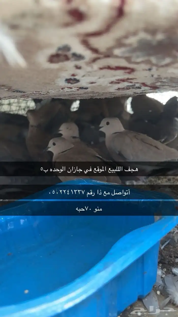 قمري للبيع 0