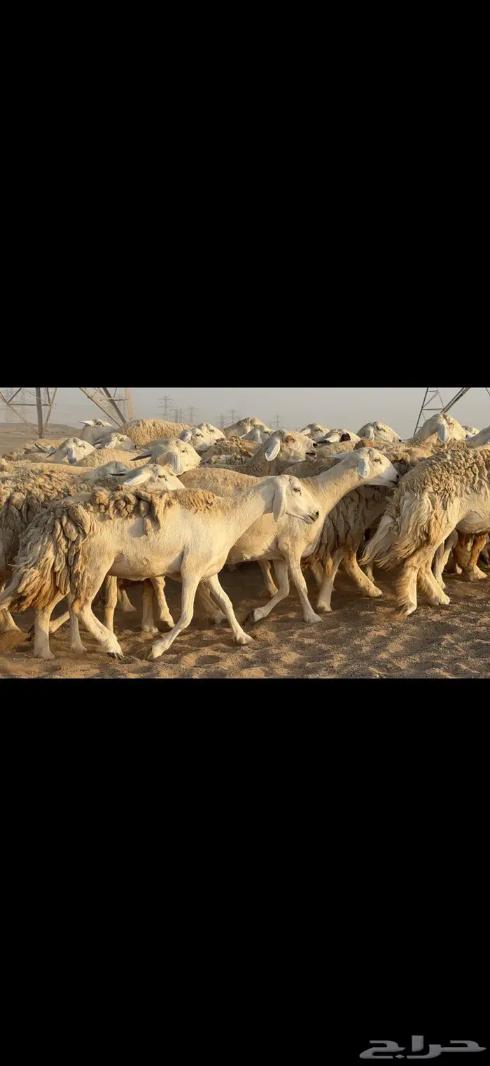 حريات حرش نخبة النخبة 0
