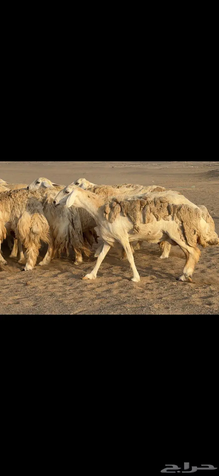 حريات حرش نخبة النخبة 3