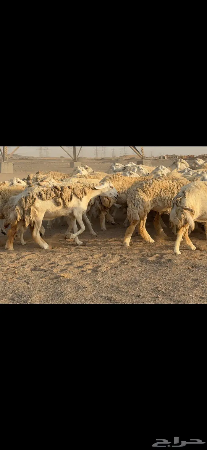 حريات حرش نخبة النخبة 9