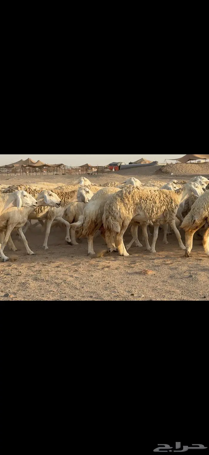 حريات حرش نخبة النخبة 8