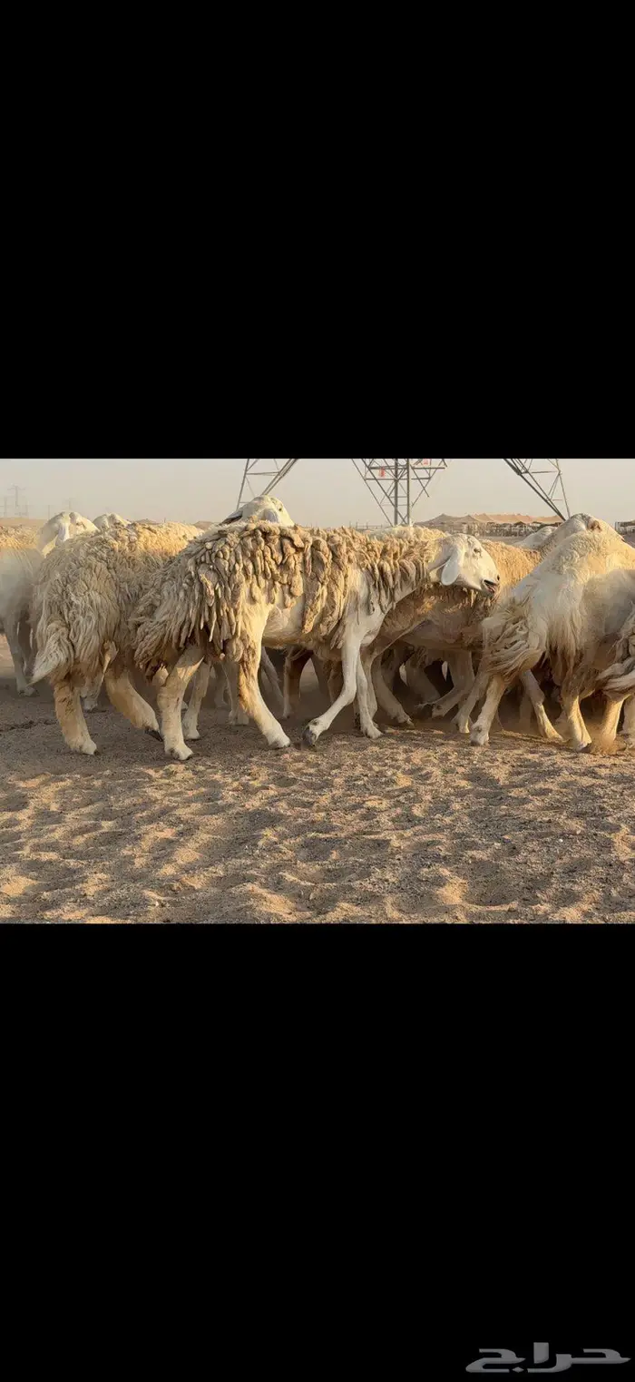 حريات حرش نخبة النخبة 4