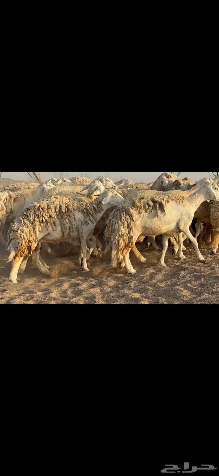 حريات حرش نخبة النخبة 2