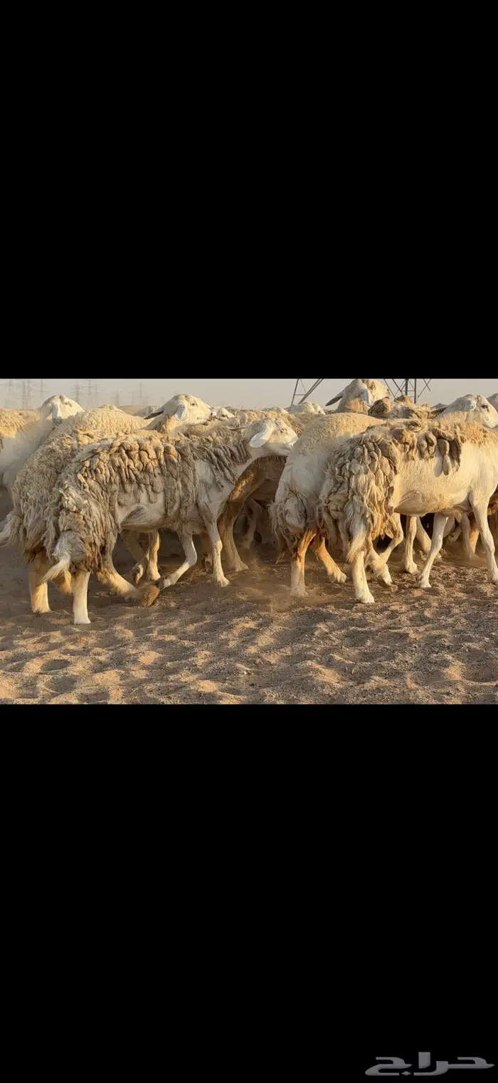 حريات حرش نخبة النخبة 1
