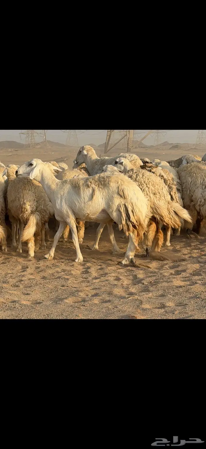 حريات حرش نخبة النخبة 12
