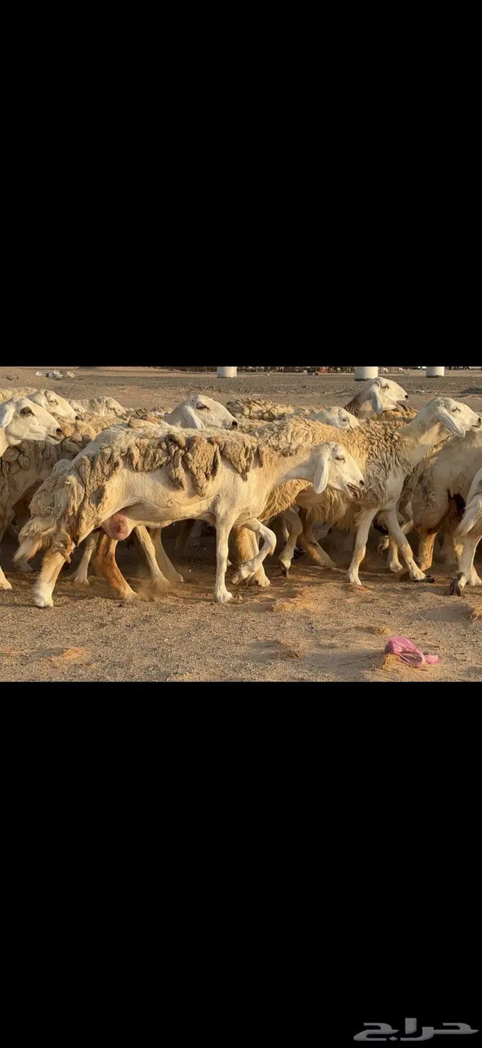 حريات حرش نخبة النخبة 6