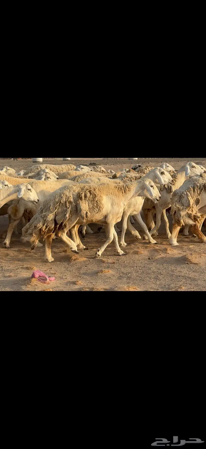 حريات حرش نخبة النخبة 5