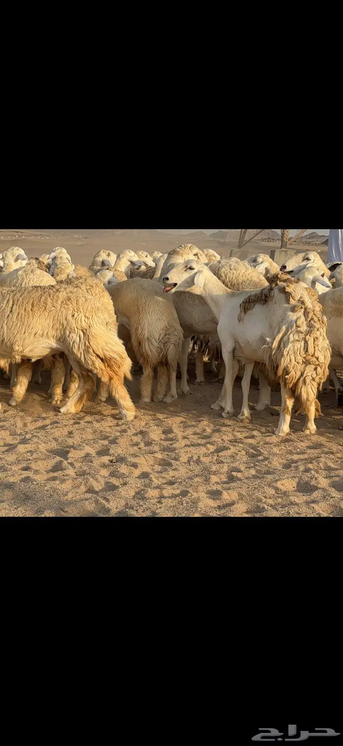 حريات حرش نخبة النخبة 11