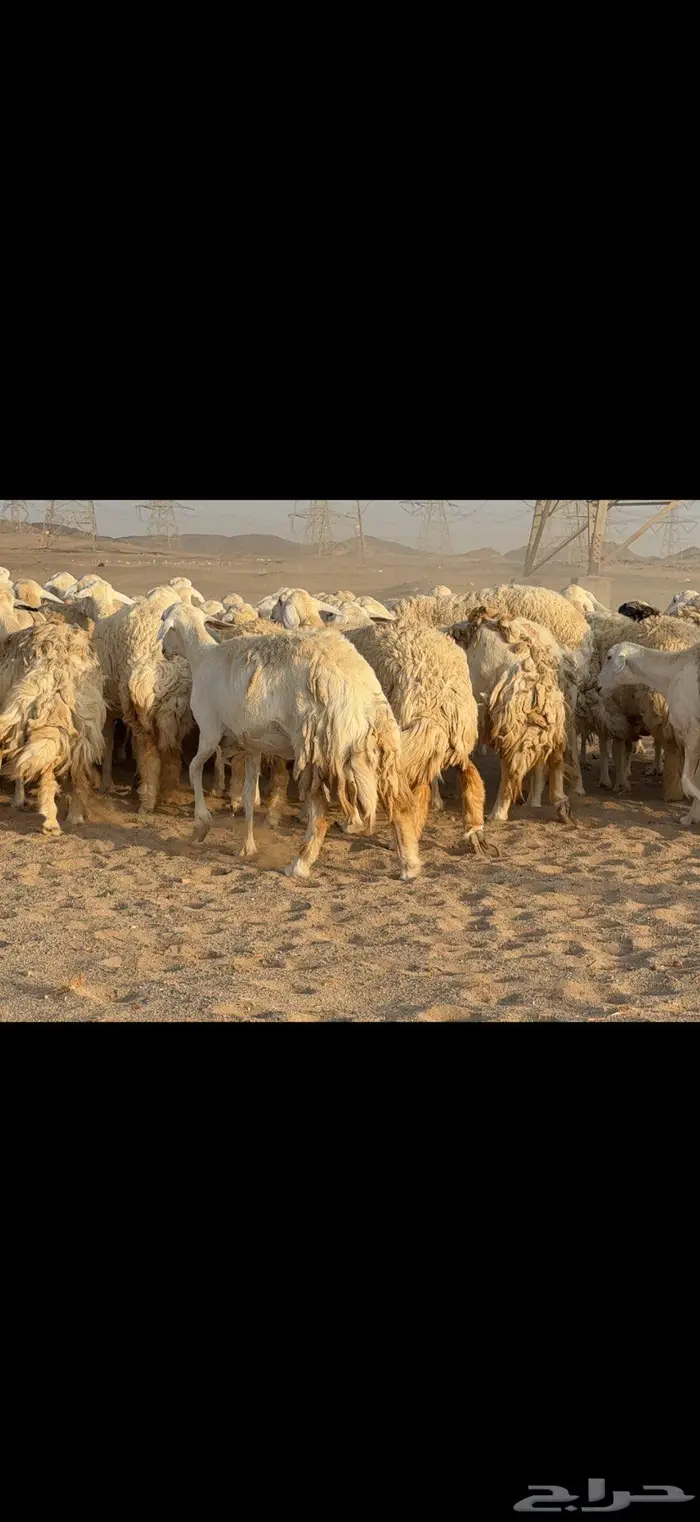 حريات حرش نخبة النخبة 10