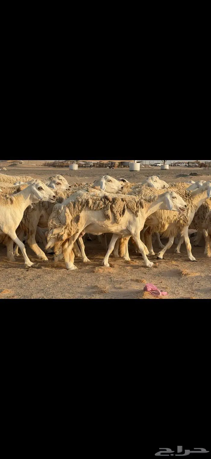 حريات حرش نخبة النخبة 7