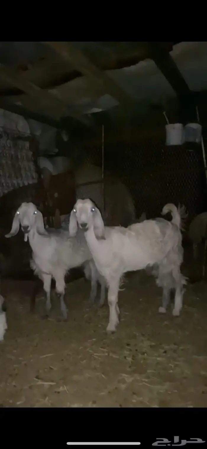 جفار 1
