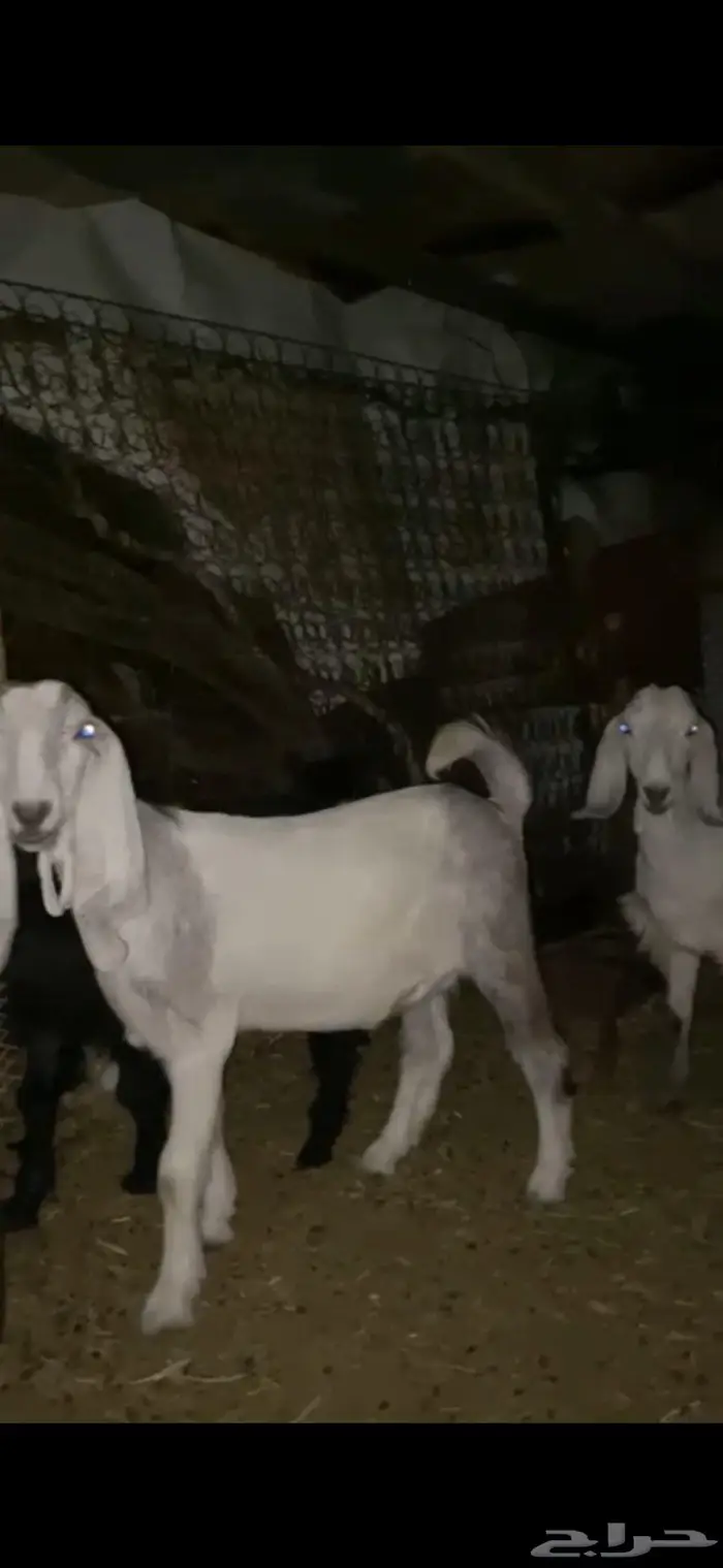 جفار 0
