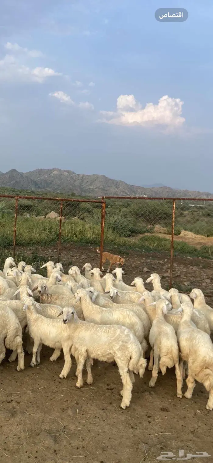 ذبايح حري فيها رخال تأسيس مراح 0