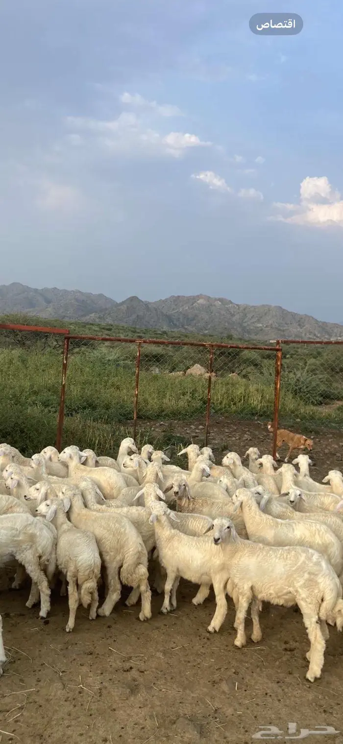 ذبايح حري فيها رخال تأسيس مراح 1