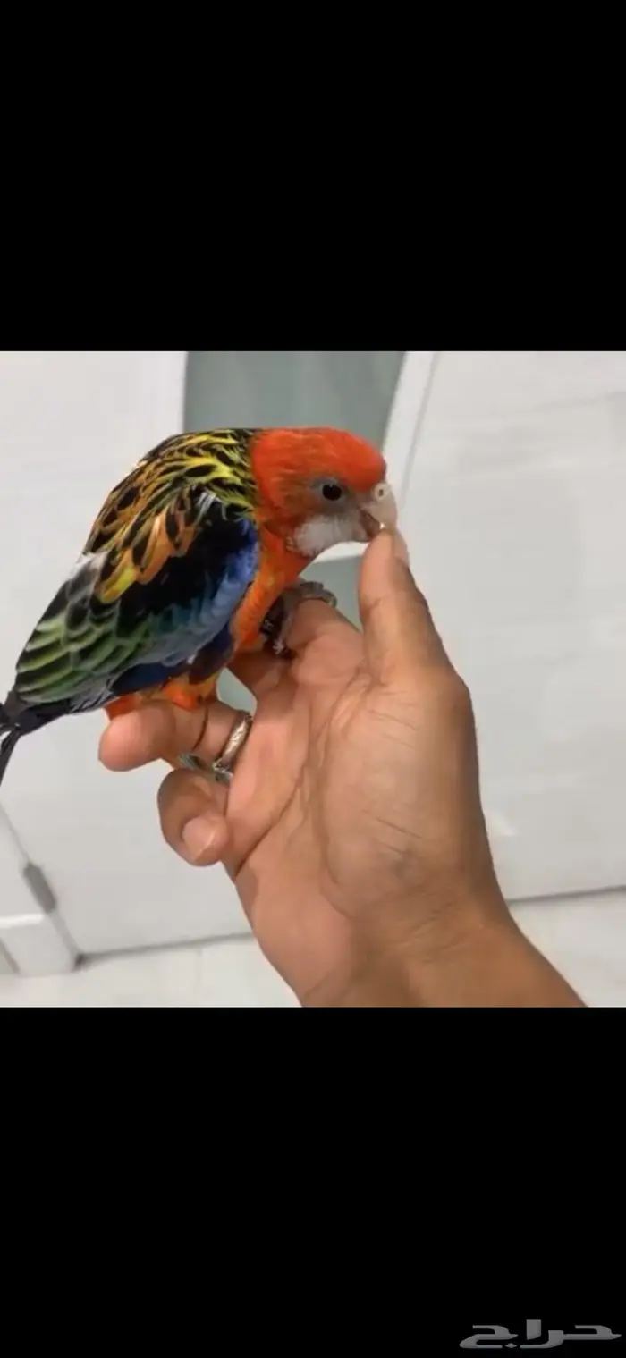 جوز روزيلا منتج و موجود صور انتاجه 1