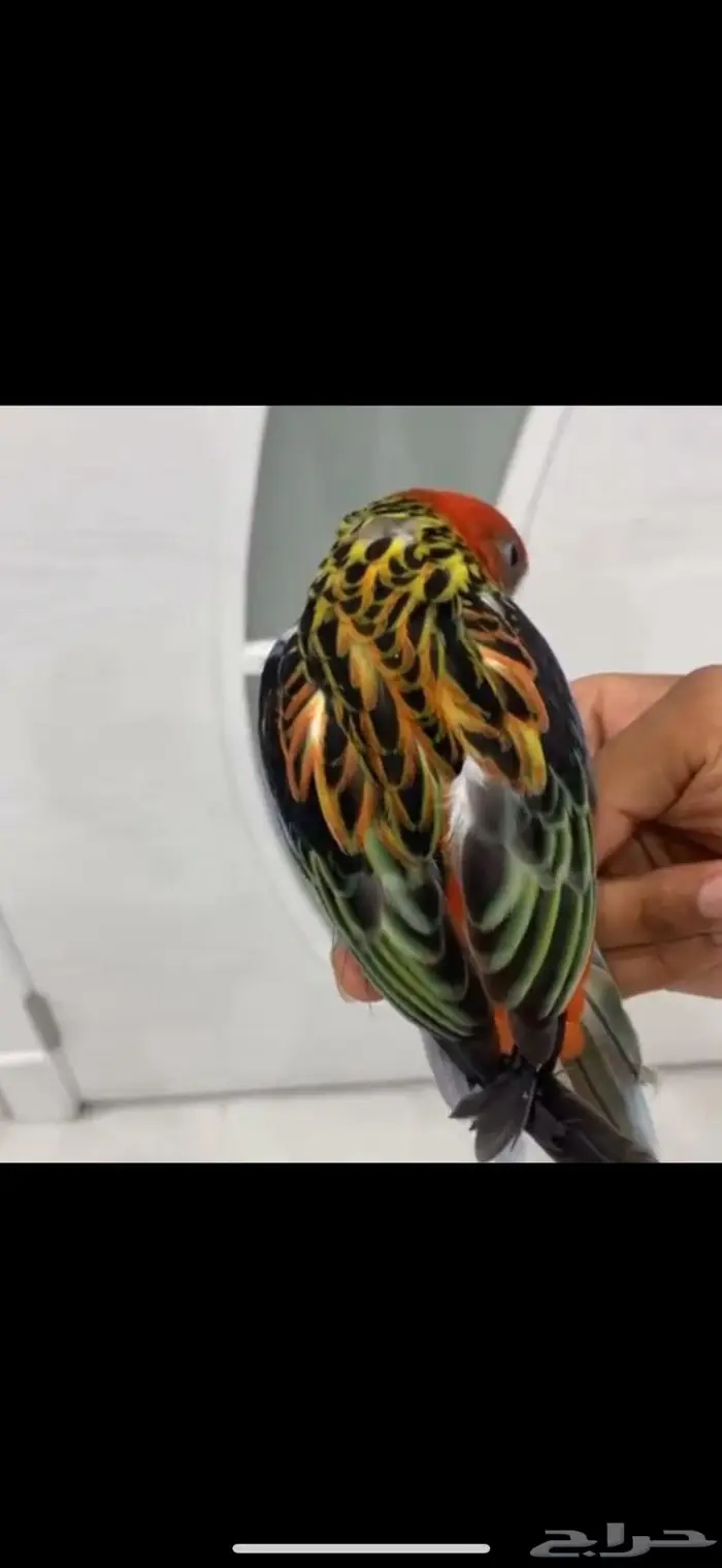 جوز روزيلا منتج و موجود صور انتاجه 2