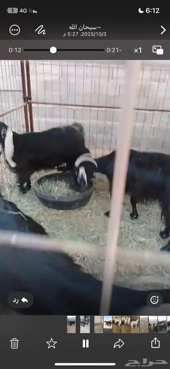 معزا مضاريع 0