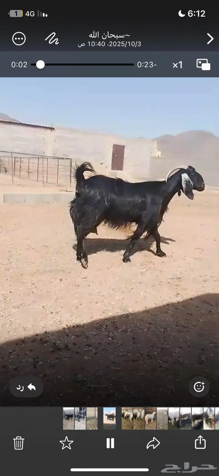معزا مضاريع 1