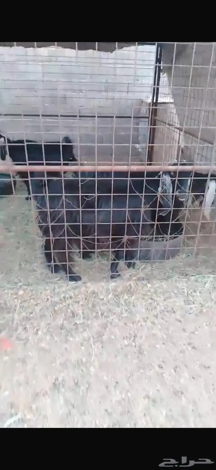 معزا مضاريع 2