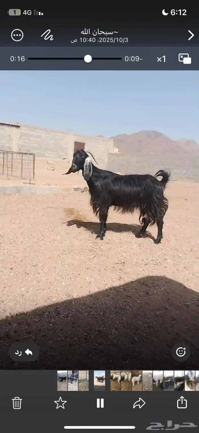 معزا مضاريع 3
