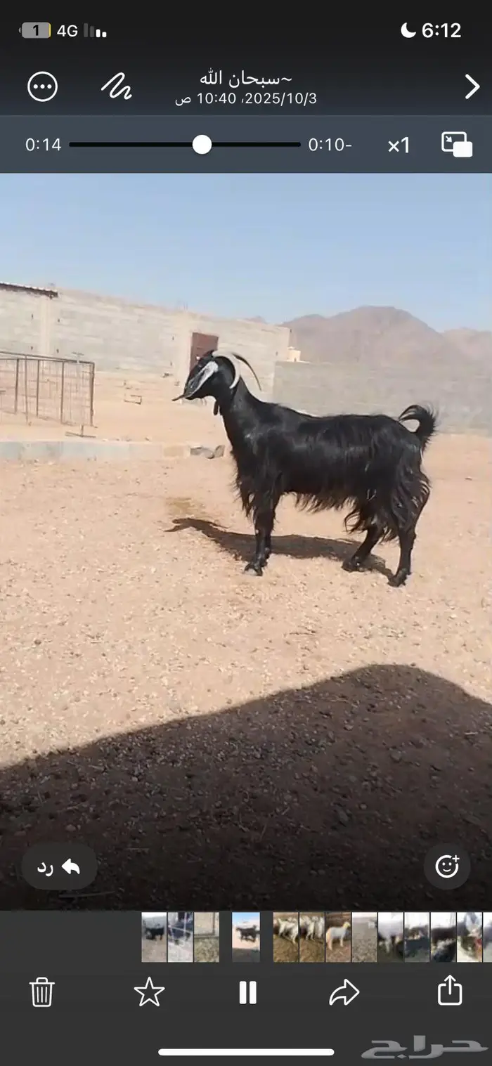 معزا مضاريع 4