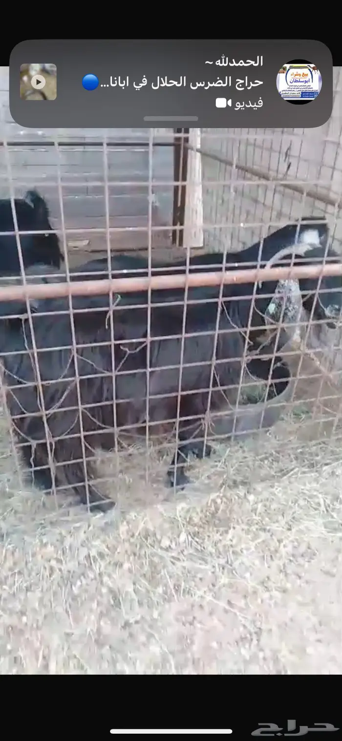 معزا مضاريع 6