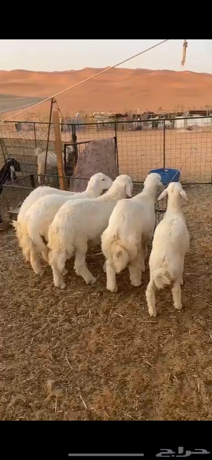 طليان حريه 1