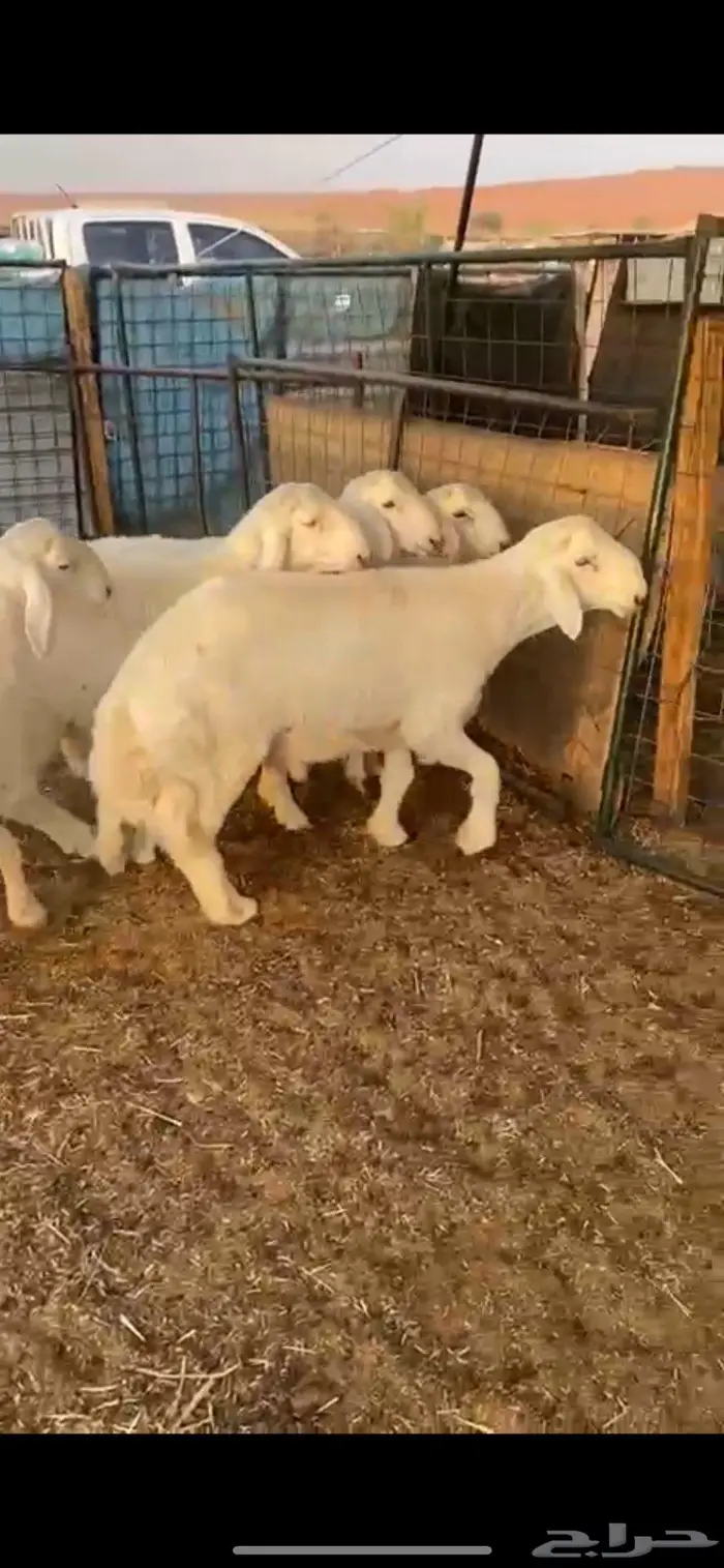 طليان حريه 0