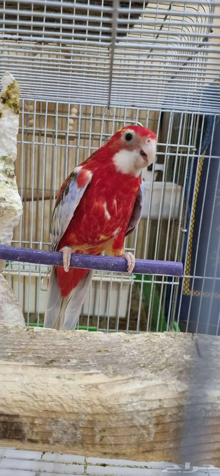 جوز روزيلا 2
