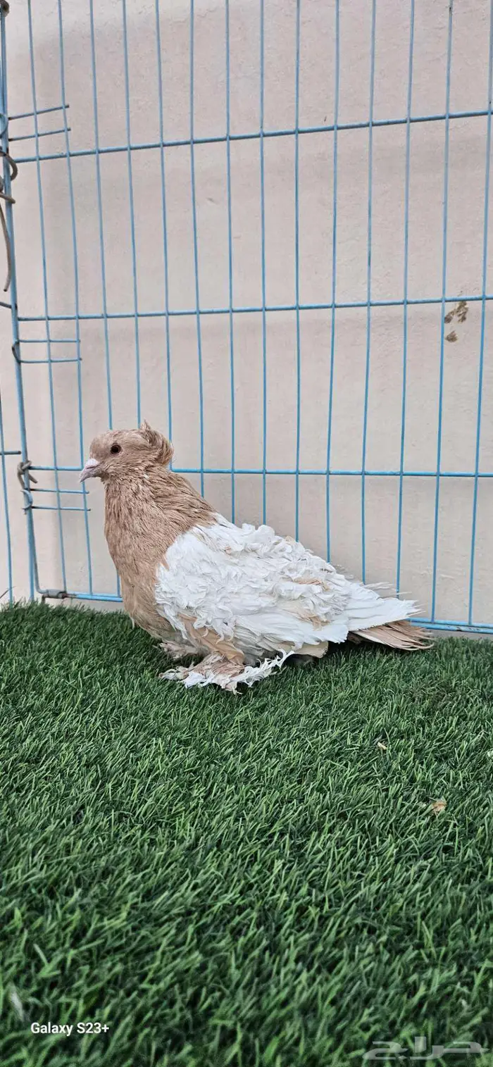 مفتل وايت سايد اصفر 0