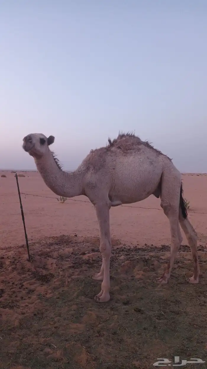 بعير للبيع 6