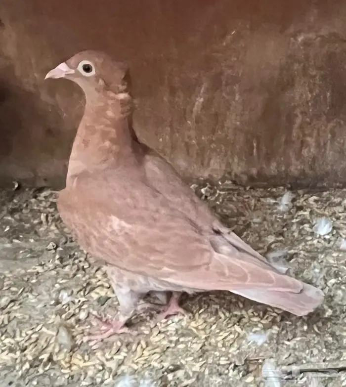 طبه زاجل ملمونيز 0