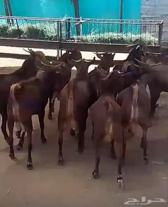 مشاريع فحول دهم فاخره صنف الصنف 0