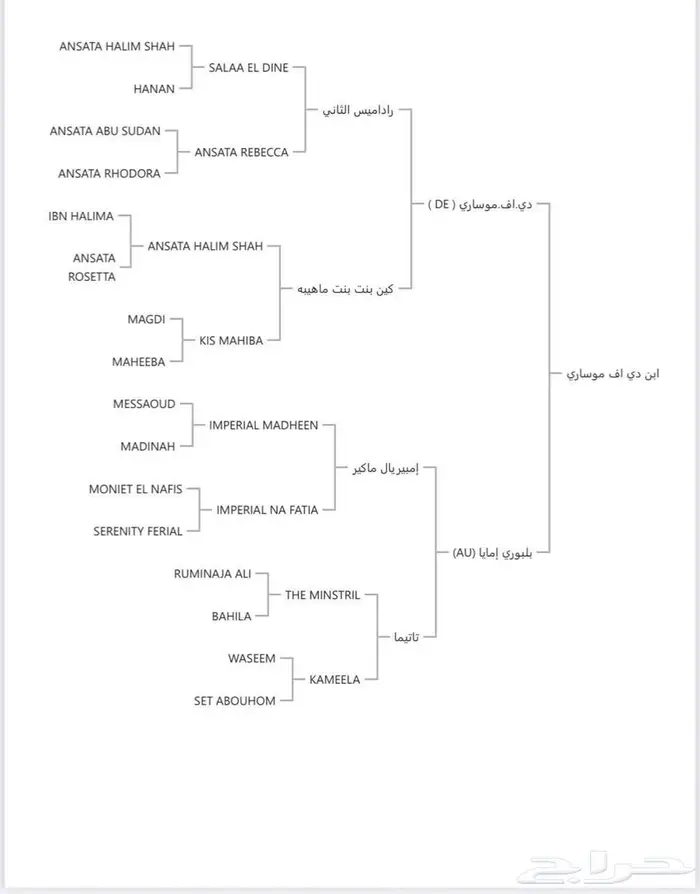حصان واهو 11