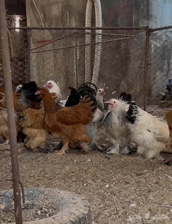 دجاج براهما للبيع 0
