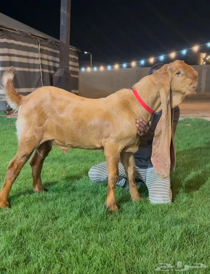 فحل هولندي اصفر  نادر لاهل الزين 0