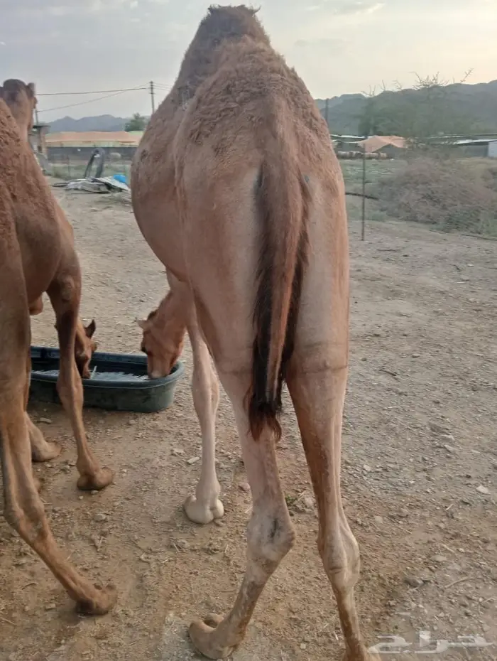 جودة المواشي   رضا الزبون   ربحك مضمون 0
