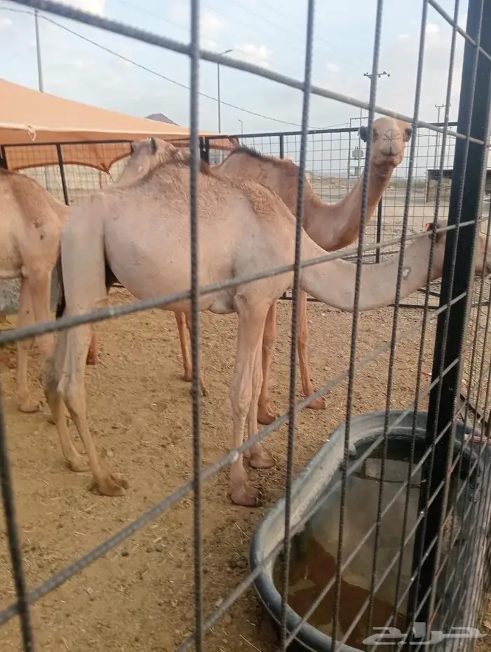 جودة المواشي   رضا الزبون   ربحك مضمون 5