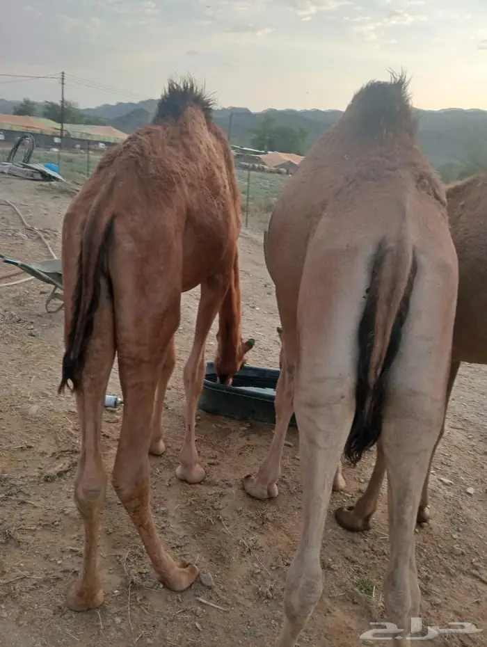 جودة المواشي   رضا الزبون   ربحك مضمون 7