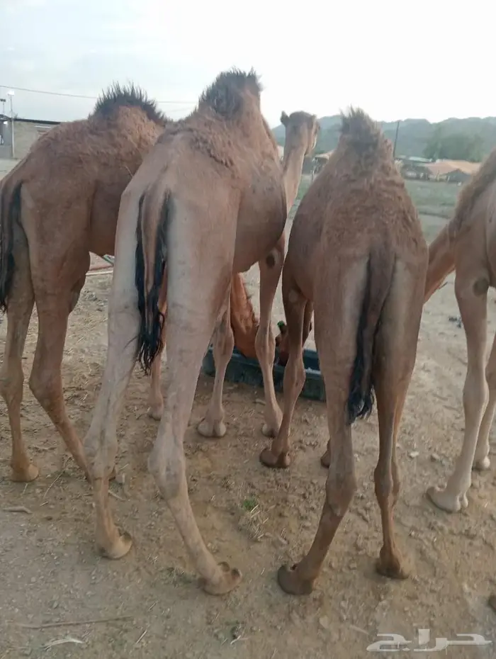 جودة المواشي   رضا الزبون   ربحك مضمون 10