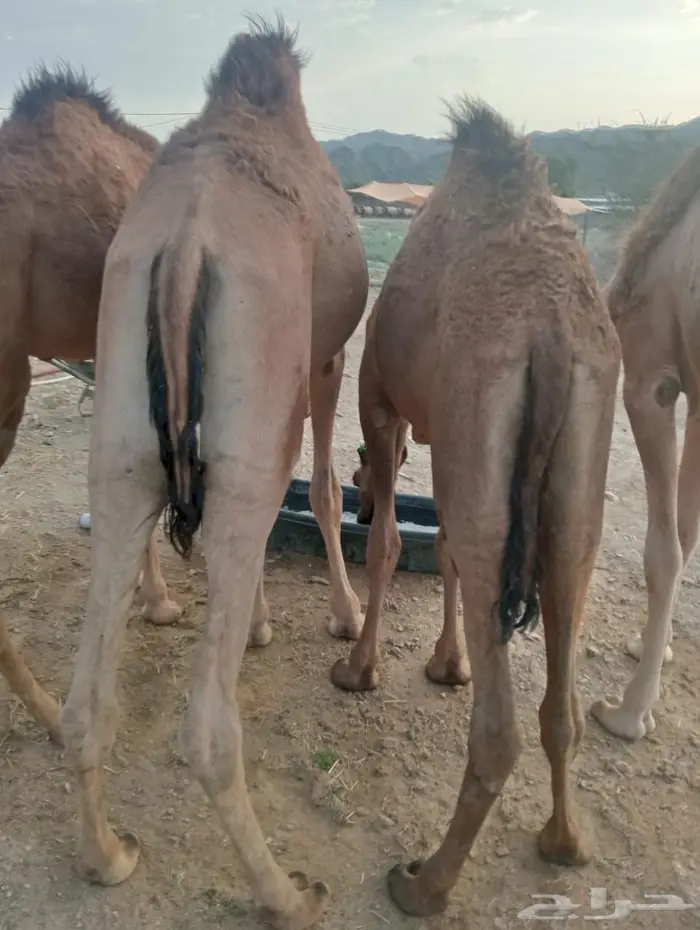 جودة المواشي   رضا الزبون   ربحك مضمون 6