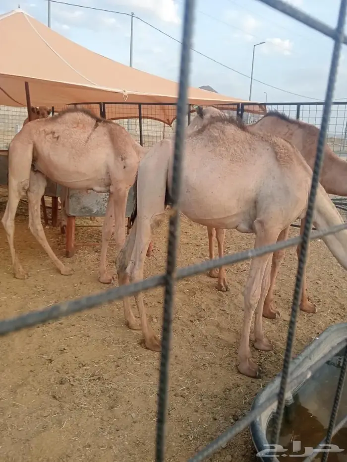 جودة المواشي   رضا الزبون   ربحك مضمون 3