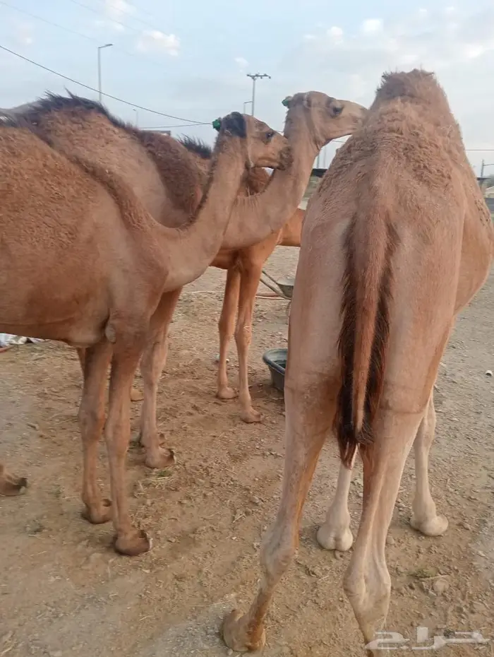 جودة المواشي   رضا الزبون   ربحك مضمون 4