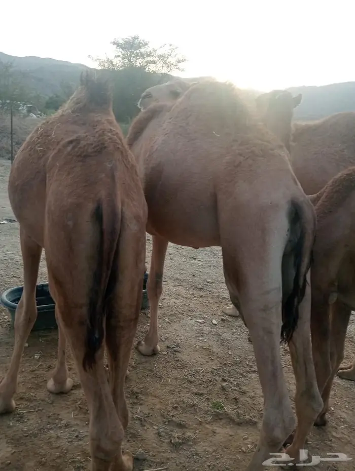 جودة المواشي   رضا الزبون   ربحك مضمون 9